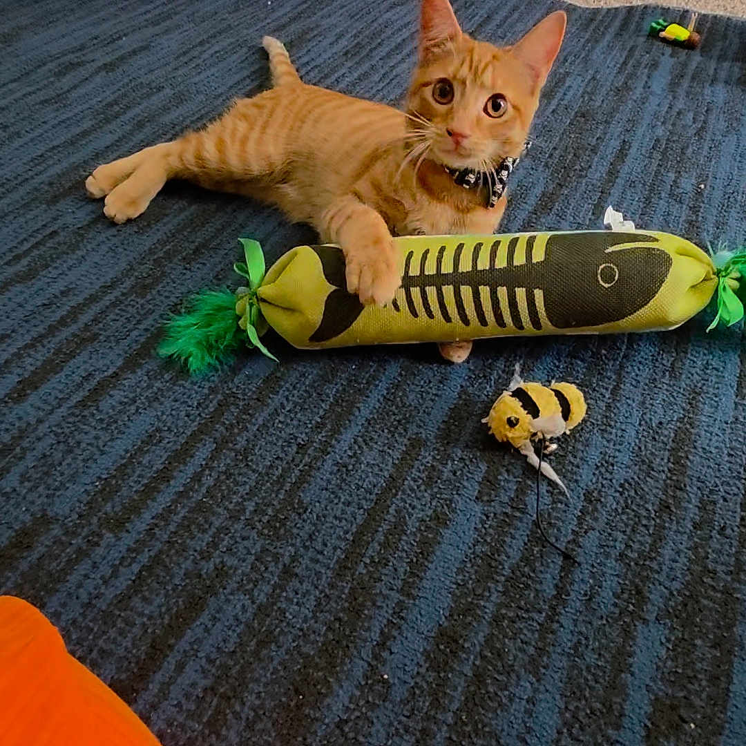 Sarabi joined the competition — help win amazing prizes! big_eyes, carpet, cat, collar, curious, floor, indoor, kitten, orange_tabby, paw, pet, plastic_bin, playing, plush_toy, rug, storage_box, stripes, tabby_cat, toy, toy_fish