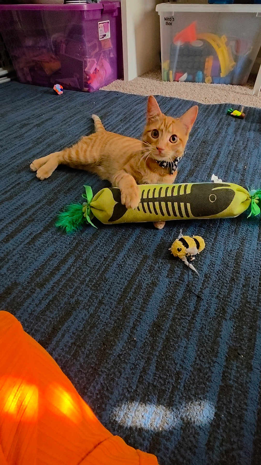Sarabi joined the competition — help win amazing prizes! cat, kitten, orange_tabby, tabby_cat, toy, toy_fish, plush_toy, carpet, rug, indoor, pet, playing, paw, collar, curious, storage_box, plastic_bin, floor, stripes, big_eyes