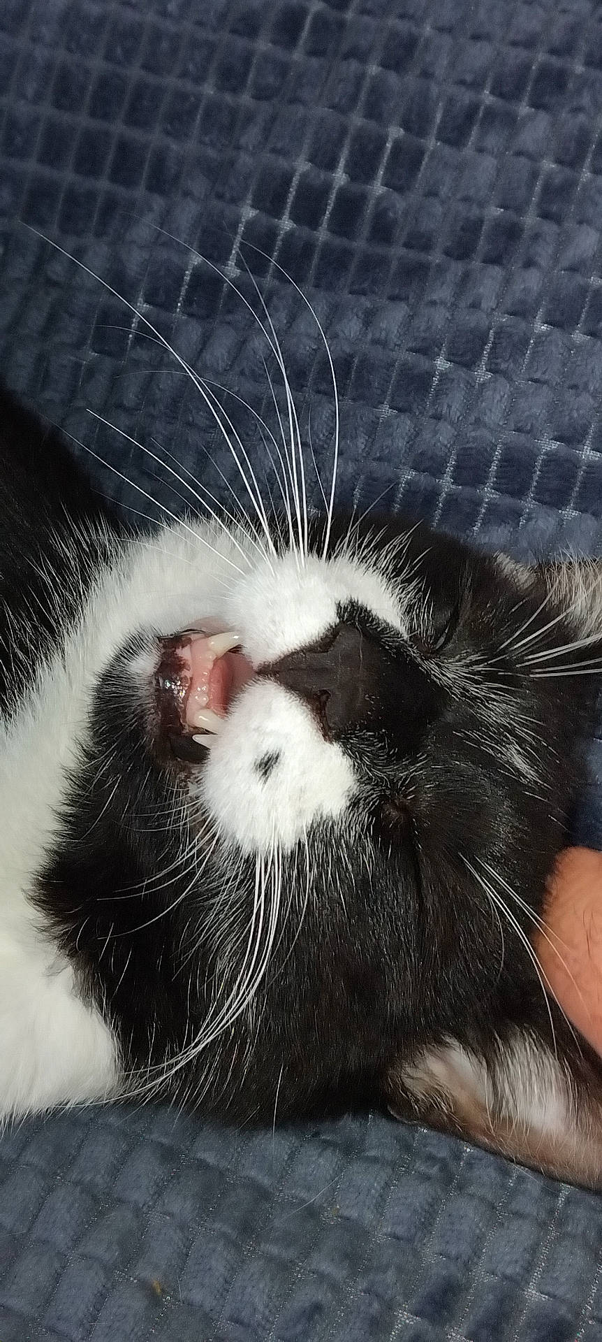 abyssinian, animal, architecture, bodypart, cat, chair, couch, face, furniture, head, kitten, manx, mouth, person, pet, photography, portrait, sleeping, teeth, tongue