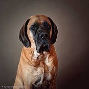 Brinley joined the competition — help win amazing prizes! animal, black_mask, brown_fur, calm, canine, close_up, dog, domestic_animal, ears, furry, indoor, large_dog, muzzle, pet_portrait, pets, portrait, serious, sitting, studio_lighting, watchful