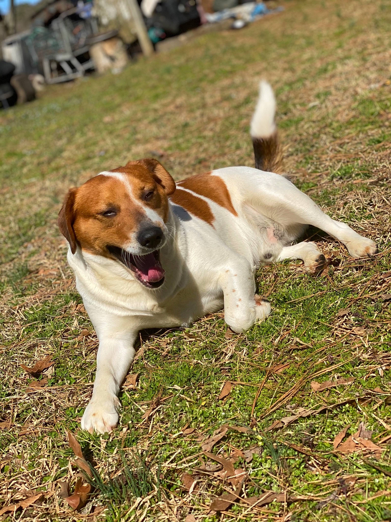 Archie joined the competition — help win amazing prizes! chair, collar, companion_dog, dog, dog_breed, dog_supply, grass, hunting_dog, mammal, plant, tail, terrestrial_animal, working_dog