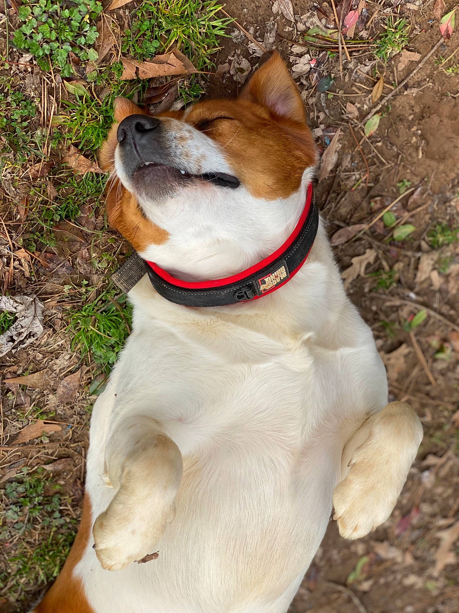 Archie joined the competition — help win amazing prizes! adventure, canidae, carnivore, collar, companion_dog, dog, dog_breed, dog_collar, fawn, felidae, fur, leash, pet_supply, plant, snout, sporting_group, tail, tree, whiskers, working_animal