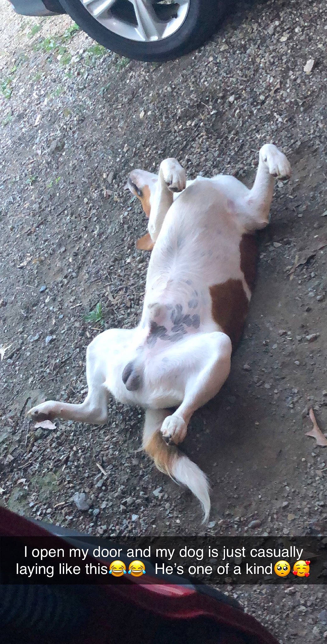 Archie is registered to the contest to win money with this photo: ancient_dog_breeds, canidae, carnivore, companion_dog, dog, dog_breed, hunting_dog, non_sporting_group, paw, photo_caption, soil, sporting_group, tail, terrestrial_animal, working_animal