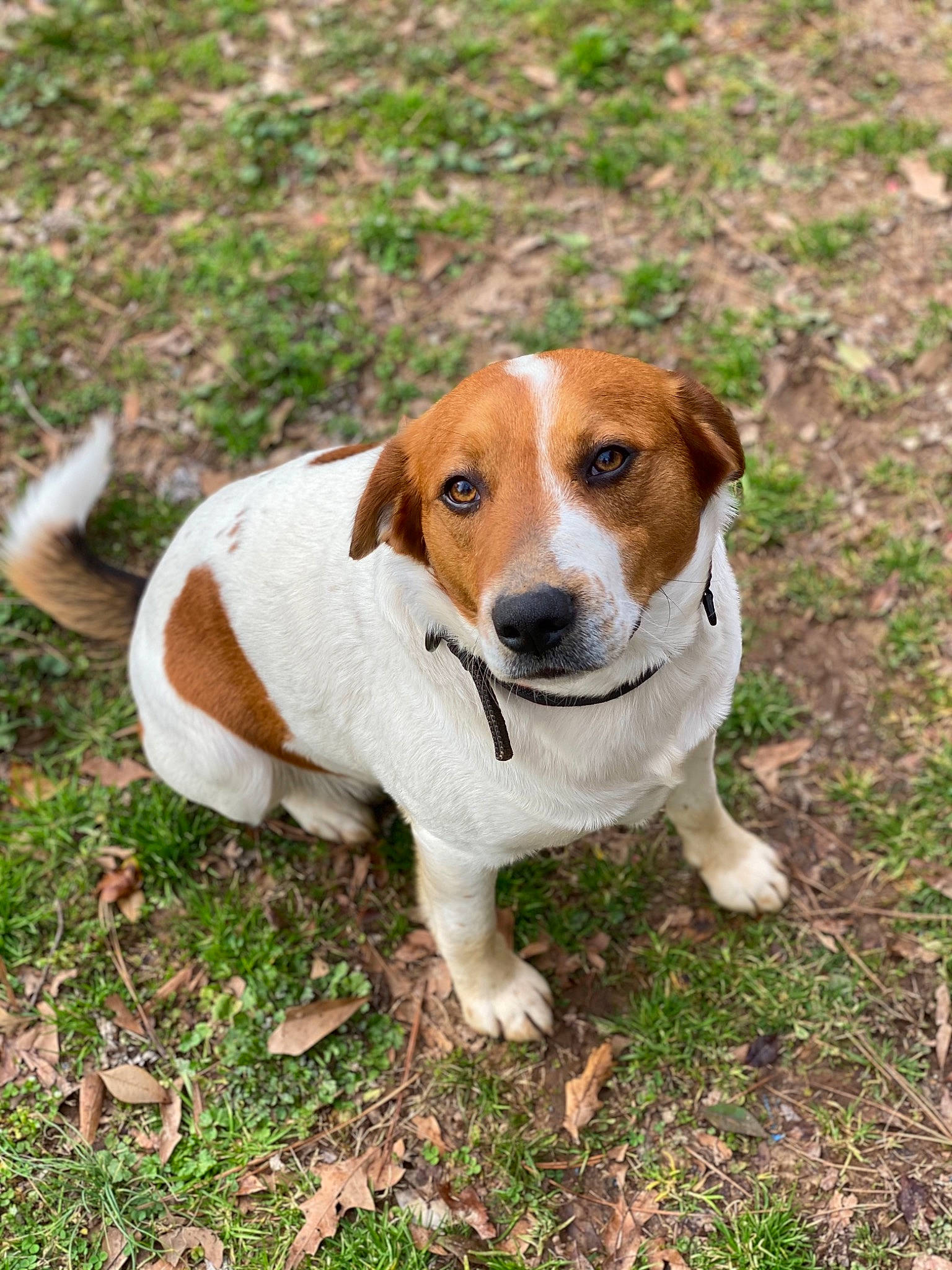 Archie joined the competition — help win amazing prizes! carnivore, collar, companion_dog, dog, dog_breed, fawn, grass, hound, hunting_dog, irishjacks, mammal, plant, puppy, sporting_group, tail, terrestrial_animal, vertebrate, whiskers