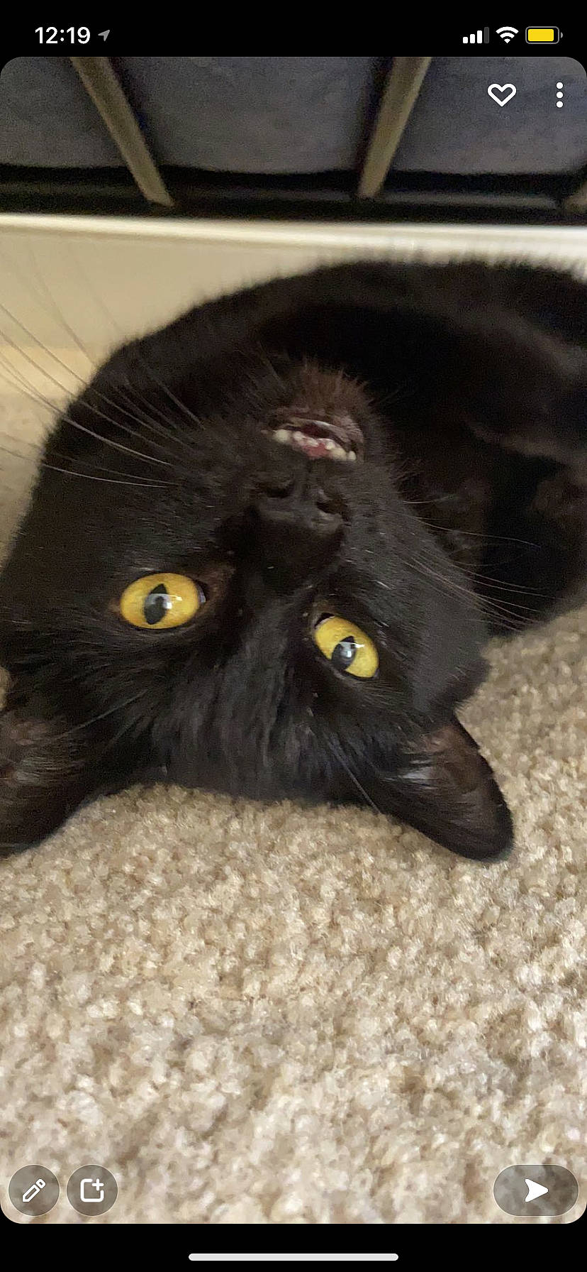 Cheetah joined the competition — help win amazing prizes! black_cat, carnivore, cat, felidae, fur, mammal, small_to_medium_sized_cats, snout, terrestrial_animal, vertebrate, whiskers