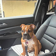 Ava is registered to the contest to win money with this photo: puppy, dog, car_interior, leather_seat, collar, leash, towel, window, door, brown_dog, white_markings, pet, sitting, young_dog, indoor, human_arm, seatbelt, vehicle, animal, cute