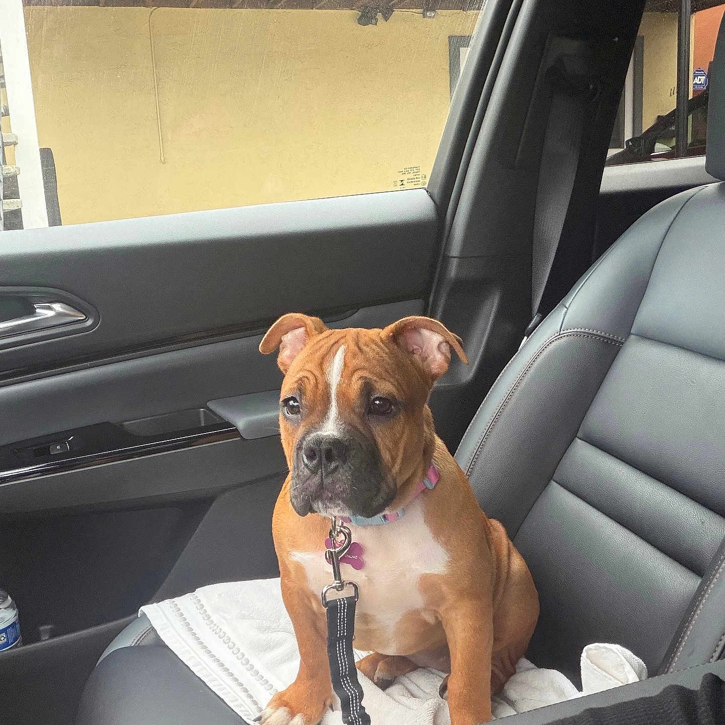 Ava is registered to the contest to win money with this photo: puppy, dog, car_interior, leather_seat, collar, leash, towel, window, door, brown_dog, white_markings, pet, sitting, young_dog, indoor, human_arm, seatbelt, vehicle, animal, cute