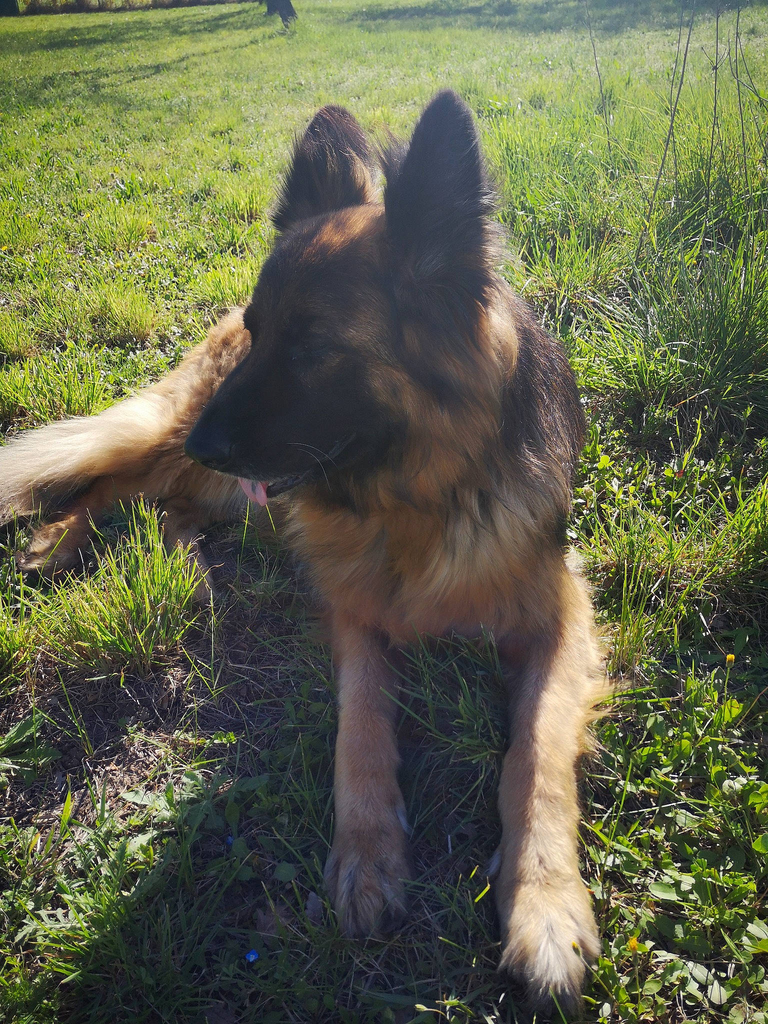 Perle participe au concours pour gagner de l'argent avec cette photo : canidae, canis, carnivore, companion_dog, dog, dog_breed, east_european_shepherd, fawn, german_shepherd_dog, grass, grassland, herding_dog, plant, snout, sporting_group, tail, terrestrial_animal, wildlife, working_animal, working_dog