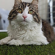 Tofu a rejoint le concours — aidez-le/la à gagner de superbes lots ! animal, cat, closeup, cute, domestic_animal, eyes, feline, fluffy, fur, grass, green, mammal, nature, outdoor, pet, pink_nose, portrait, relaxed, tabby, whiskers