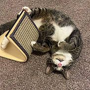 Mae Mae is registered to the contest to win money with this photo: cat, tabby, pet, animal, carpet, scratching_board, playful, fur, paws, cute, indoors, mischievous, relaxed, pink_nose, whiskers, upside_down, claws, striped, domestic_cat, feline