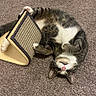 cat, tabby, pet, animal, carpet, scratching_board, playful, fur, paws, cute, indoors, mischievous, relaxed, pink_nose, whiskers, upside_down, claws, striped, domestic_cat, feline