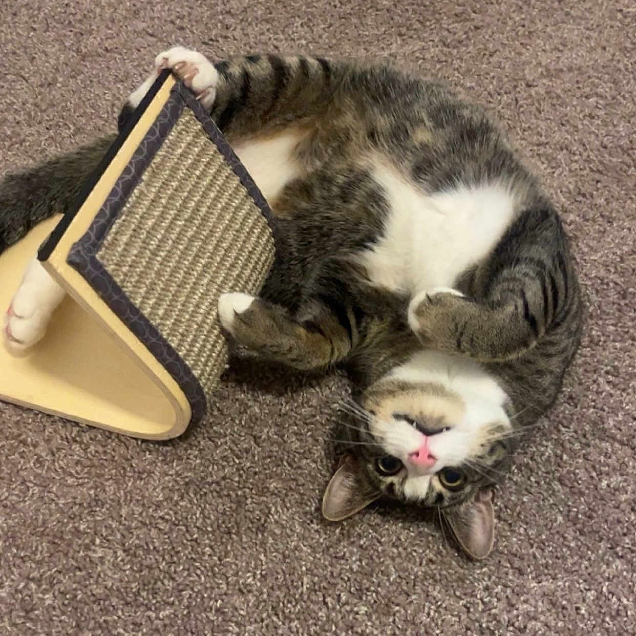Mae Mae is registered to the contest to win money with this photo: cat, tabby, pet, animal, carpet, scratching_board, playful, fur, paws, cute, indoors, mischievous, relaxed, pink_nose, whiskers, upside_down, claws, striped, domestic_cat, feline