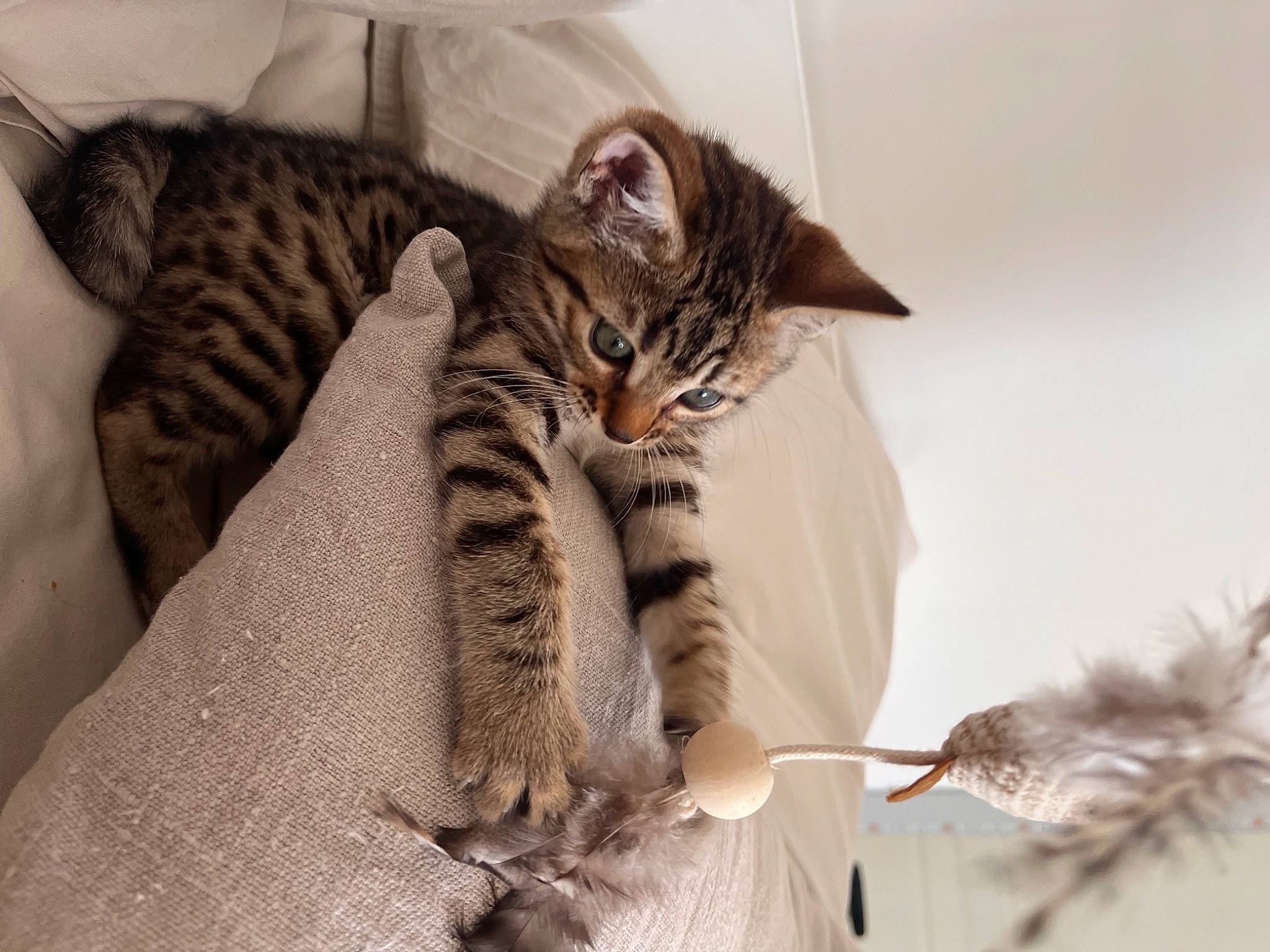 Havane participe au concours pour gagner de l'argent avec cette photo : bed, carnivore, cat, claw, comfort, domestic_short_haired_cat, felidae, fur, grey, paw, small_to_medium_sized_cats, snout, tail, terrestrial_animal, whiskers, wildlife