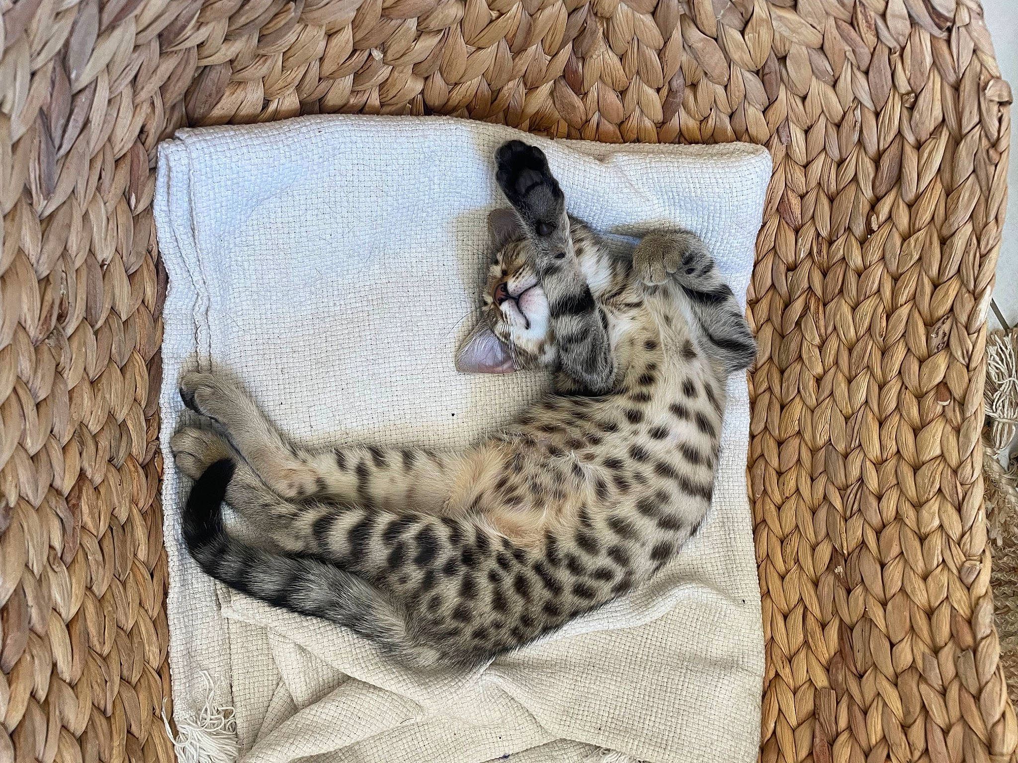 Havane a rejoint le concours — aidez-le/la à gagner de superbes lots ! big_cats, carnivore, cat, cat_bed, comfort, fawn, felidae, fur, jaguar, leopard, natural_material, pattern, rectangle, small_to_medium_sized_cats, snout, terrestrial_animal, whiskers, wildlife, wood