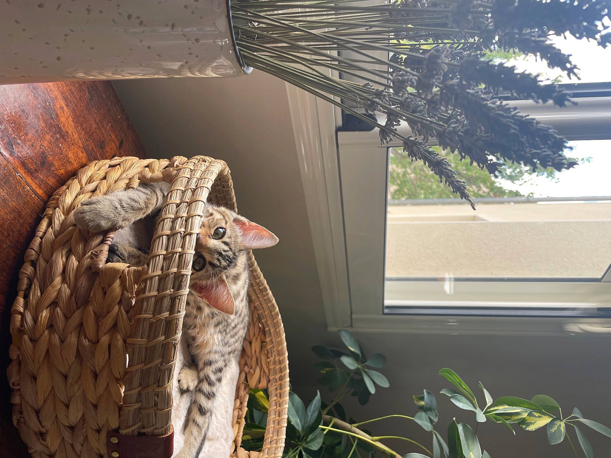 Havane participe au concours pour gagner de l'argent avec cette photo : art, artifact, automotive_tire, glass, grass, houseplant, light, plant, room, shade, terrestrial_animal, tints_and_shades, tire, tree, twig, window, window_blind, window_covering, window_treatment, wood