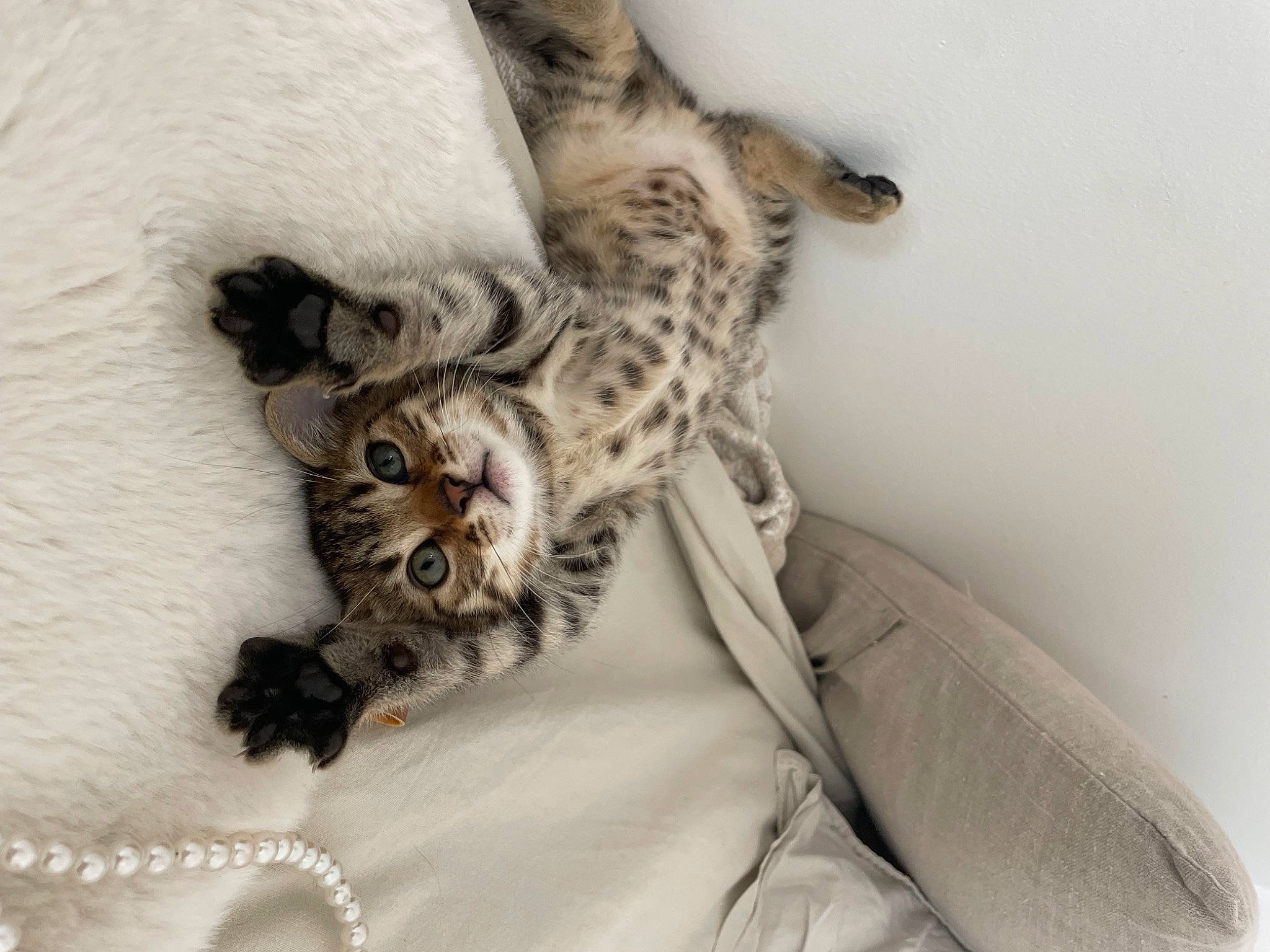 Havane participe au concours pour gagner de l'argent avec cette photo : bed, bedding, carnivore, cat, claw, comfort, domestic_short_haired_cat, fawn, felidae, fur, fur_clothing, grey, linens, natural_material, paw, sleeve, small_to_medium_sized_cats, snout, tail, whiskers