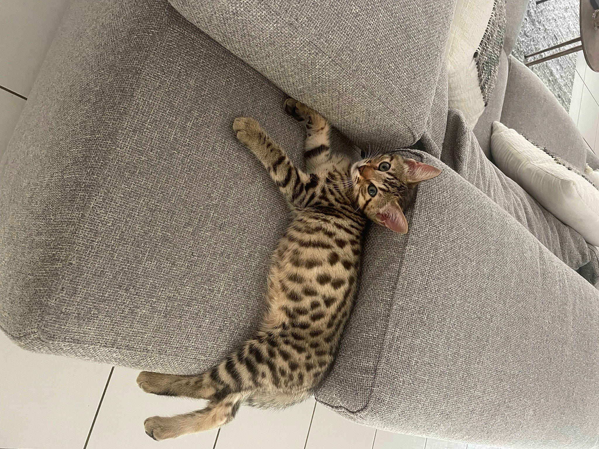 Havane a rejoint le concours — aidez-le/la à gagner de superbes lots ! bag, big_cats, carnivore, cat, comfort, fawn, felidae, fur, hat, linens, pattern, reptile, sleeve, small_to_medium_sized_cats, snout, tail, terrestrial_animal, thigh, whiskers, wildlife