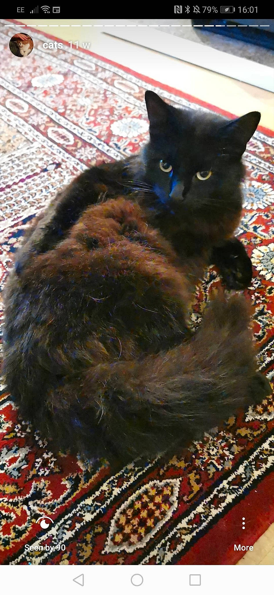 Arnold is registered to the contest to win money with this photo: asian, asian_semi_longhair, black_cat, bombay, carnivore, cat, cymric, domestic_long_haired_cat, domestic_short_haired_cat, felidae, fur, mammal, nebelung, small_to_medium_sized_cats, tail, vertebrate, whiskers