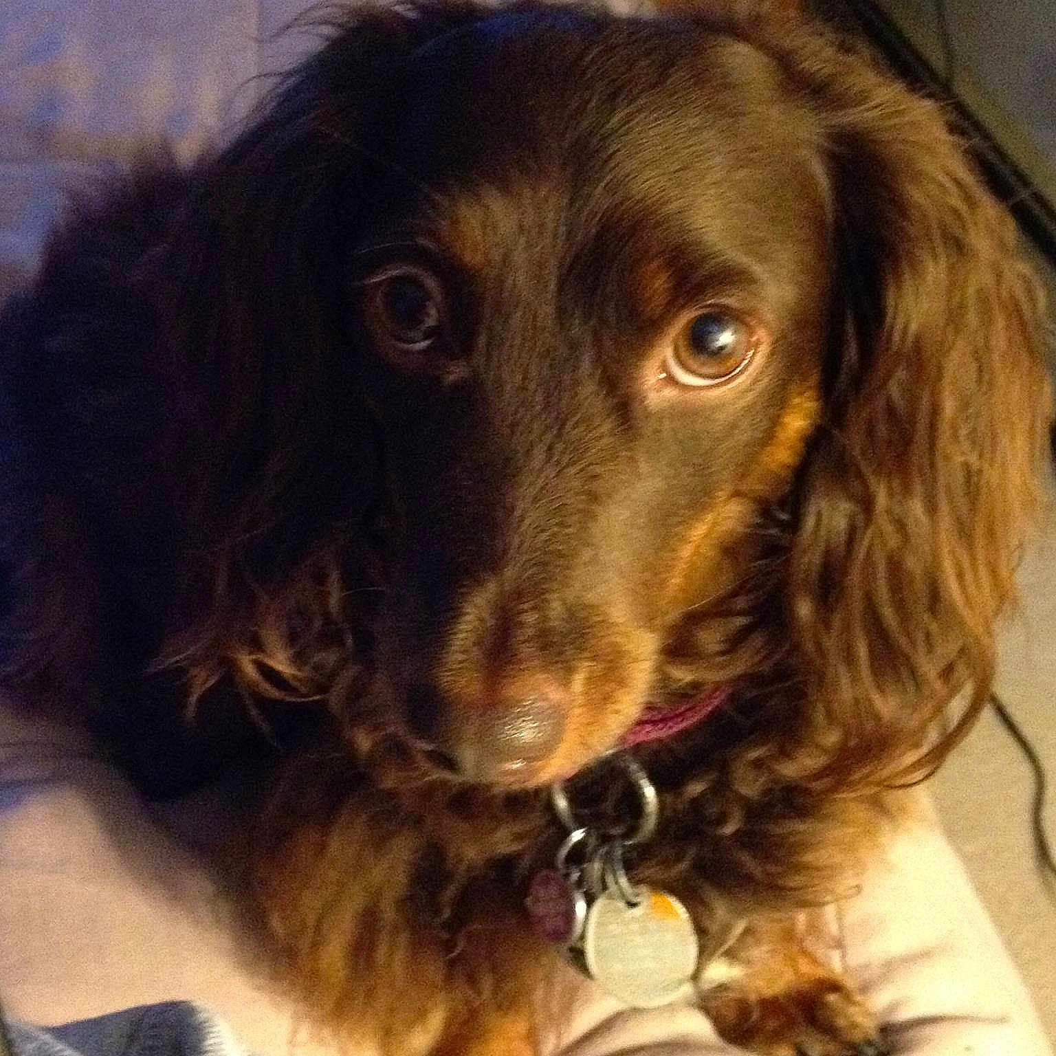 Bella joined the competition — help win amazing prizes!