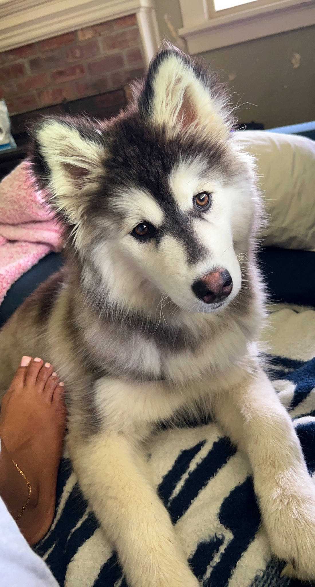 Lilo joined the competition — help win amazing prizes! canidae, canis, carnivore, companion_dog, dog, dog_breed, eye, fawn, fur, head, iris, jaw, sled_dog, snout, sporting_group, terrestrial_animal, whiskers, wildlife, wolf, working_animal