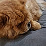 Michele Audie a rejoint le concours — aidez-le/la à gagner de superbes lots ! animal, blanket, brown, canine, closeup, cozy, curtain, cute, dog, domestic, floor, fluffy, fur, home, indoor, pet, relaxing, resting, sleeping, snout