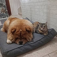 Michele Audie a rejoint le concours — aidez-le/la à gagner de superbes lots ! animal, brick_wall, cat, chow_chow, companions, cozy, curtain, dog, domestic, floor, fluffy_dog, furry, household, indoor, pet_bed, relaxed, resting, tabby_cat, tile_floor, wall