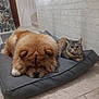 animal, brick_wall, cat, chow_chow, companions, cozy, curtain, dog, domestic, floor, fluffy_dog, furry, household, indoor, pet_bed, relaxed, resting, tabby_cat, tile_floor, wall
