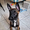 puppy, dog, pet, indoor, tile_floor, ears, toy, living_room, couch, floor, brown, black, white_marking, cute, animal, young_dog, sitting, playful, domestic, household