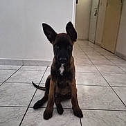 Bunker a rejoint le concours — aidez-le/la à gagner de superbes lots ! animal, black_fur, brown_fur, canine, dog, door, ears, floor, front_view, hallway, home, indoor, looking, pet, puppy, quiet, sitting, tile_floor, wall, young