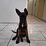 dog, puppy, animal, pet, floor, tile_floor, indoor, hallway, ears, brown_fur, black_fur, sitting, young, canine, looking, front_view, door, wall, quiet, home