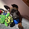 Bunker participe au concours pour gagner de l'argent avec cette photo : dog, puppy, toy, plush_toy, rope_toy, blue_ball, green_toy, black_toy, blanket, indoor, pet, animal, cute, playing, lying_down, brown_dog, black_dog, close_up, soft_texture, cozy