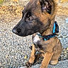 puppy, dog, brown, black, collar, leash, sitting, outdoor, gravel, stone_wall, ears_up, young_dog, pet, animal, cute, side_view, attention, fur, domestic_animal, nature