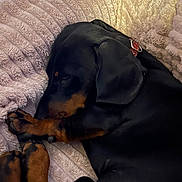Lewis a rejoint le concours — aidez-le/la à gagner de superbes lots ! dog, dachshund, pet, sleeping, blanket, cozy, paw, collar, indoor, close_up, fur, black_and_tan, nap, muzzle, paw_pad, domestic_animal, companion, relaxed, soft_texture, couch
