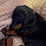 dog, dachshund, pet, sleeping, blanket, cozy, paw, collar, indoor, close_up, fur, black_and_tan, nap, muzzle, paw_pad, domestic_animal, companion, relaxed, soft_texture, couch