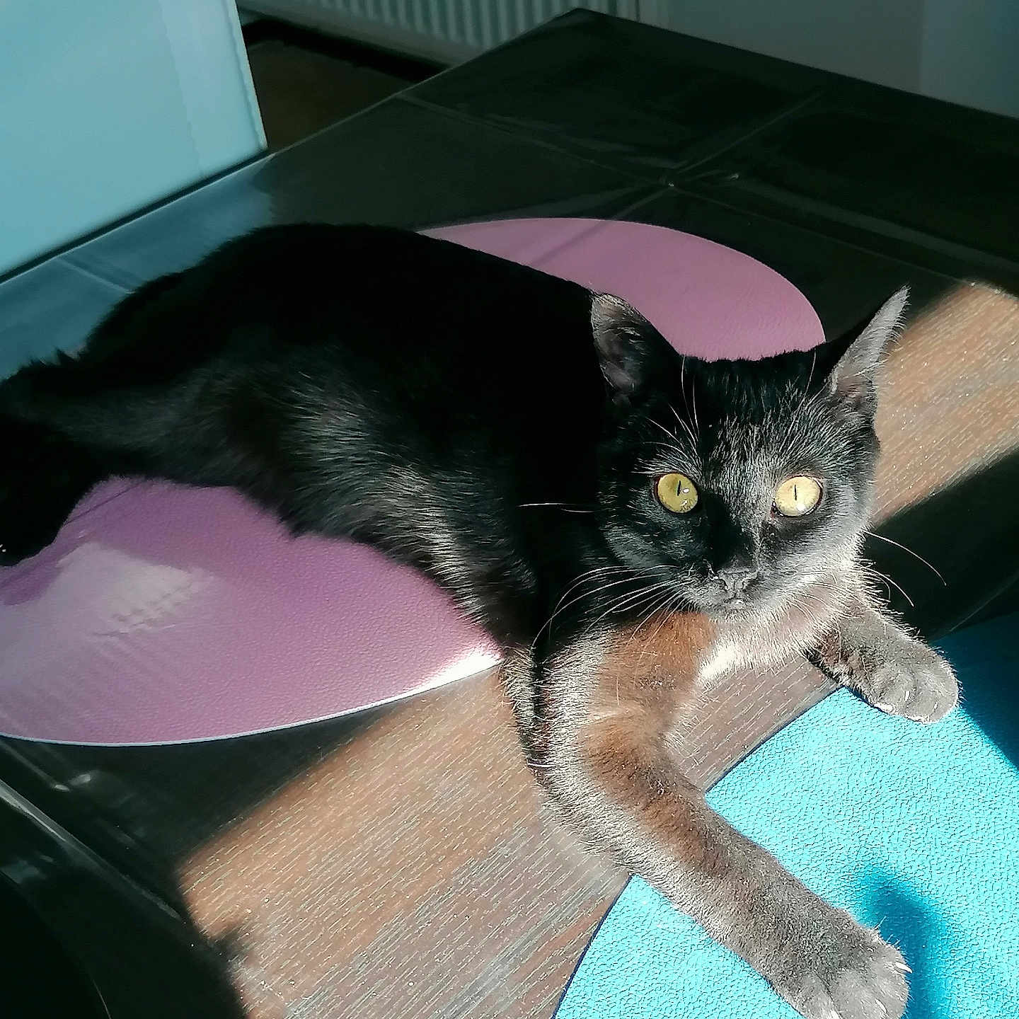 Nala participe au concours pour gagner de l'argent avec cette photo : animal, black_cat, cat, claws, cozy, domestic, feline, fur, indoor, mammal, pet, placemat, relaxing, resting, shadow, stretching, sunlight, table, whiskers, yellow_eyes