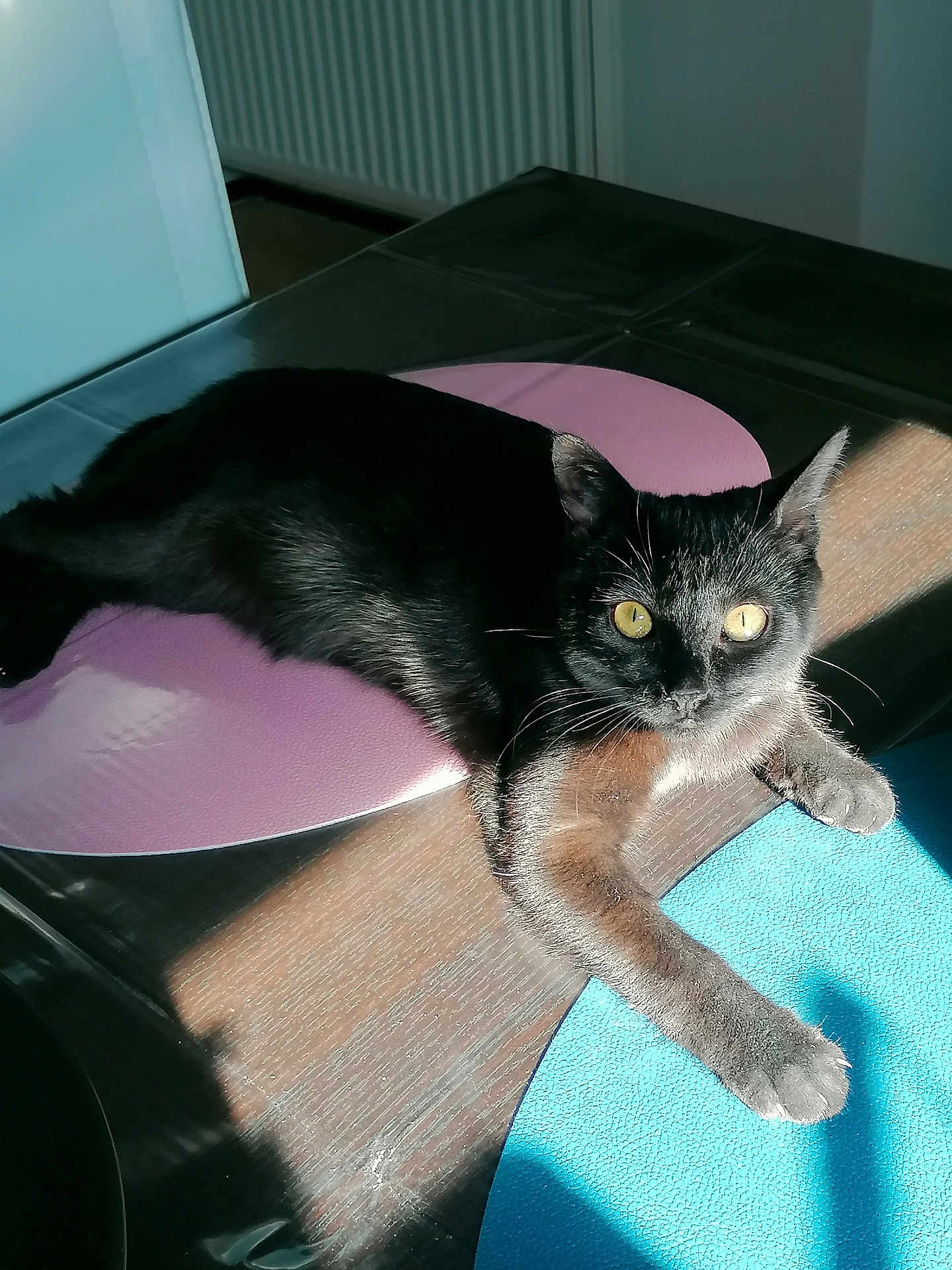 Nala participe au concours pour gagner de l'argent avec cette photo : cat, black_cat, animal, pet, indoor, table, placemat, sunlight, shadow, yellow_eyes, fur, relaxing, resting, stretching, cozy, domestic, mammal, whiskers, claws, feline
