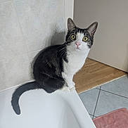 Riley a rejoint le concours — aidez-le/la à gagner de superbes lots ! animal, bathroom, bathtub, black_and_white, cat, curious, cute, domestic_cat, feline, floor_mat, indoor, pet, pink_nose, sitting, tail, tile_wall, whiskers, white_surface, wide_eyes, wooden_floor
