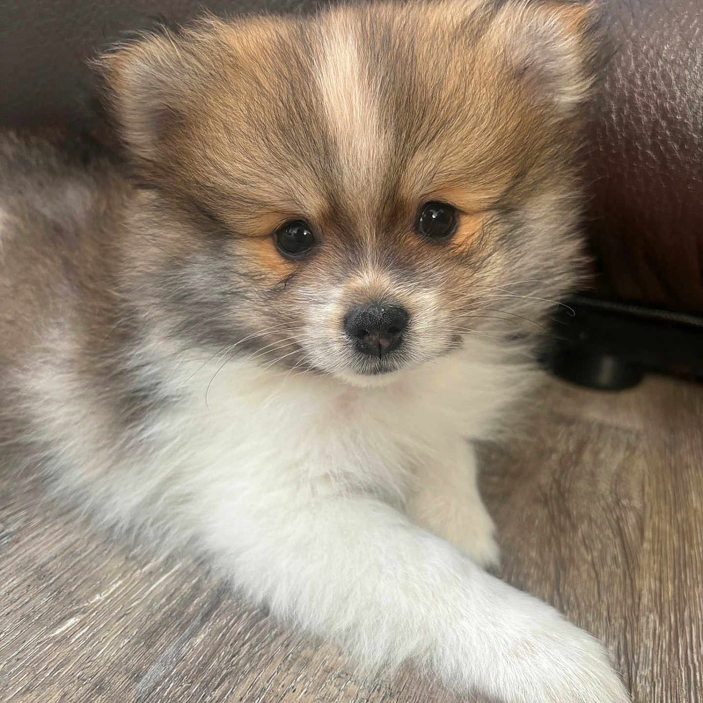 Ollie joined the competition — help win amazing prizes! animal, brown, closeup, cute, dog, domestic, eyes, face, floor, fluffy, fur, indoor, laying, leather_couch, pet, portrait, puppy, small, white, young