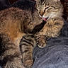 Hazle Mae joined the competition — help win amazing prizes! cat, tabby, feline, pet, animal, tongue, grooming, fur, cozy, blanket, indoor, resting, cute, whiskers, ears, sleepy, domestic, mammal, soft, relaxed