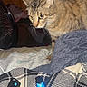 Hazle Mae is registered to the contest to win money with this photo: cat, tabby, pet, animal, indoor, blanket, remote_control, fan, wooden_wall, calendar, string_lights, cozy, feline, curious, domestic, fur, whiskers, bedroom, soft_texture, resting