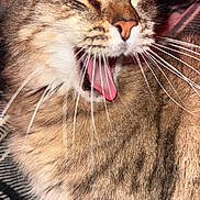 Hazle Mae joined the competition — help win amazing prizes! cat, tabby, yawning, close_up, whiskers, tongue, fur, pet, animal, sleepy, cozy, plaid_blanket, striped, cute, domestic_cat, relaxed, indoor, mammal, feline, soft
