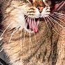 cat, tabby, yawning, close_up, whiskers, tongue, fur, pet, animal, sleepy, cozy, plaid_blanket, striped, cute, domestic_cat, relaxed, indoor, mammal, feline, soft