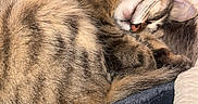 Hazle Mae is registered to the contest to win money with this photo: cat, tabby, sleeping, curled_up, pet, feline, fur, whiskers, nose, blanket, quilt, soft_texture, cozy, indoor, resting, cute, domestic_animal, animal, closeup, relaxation