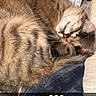 cat, tabby, sleeping, curled_up, pet, feline, fur, whiskers, nose, blanket, quilt, soft_texture, cozy, indoor, resting, cute, domestic_animal, animal, closeup, relaxation