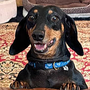 Kaylee is registered to the contest to win money with this photo: dog, dachshund, pet, indoor, carpet, rug, collar, paws, couch, leather, portrait, closeup, smile, teeth, tongue, bed, black_and_tan, playful, domestic_animal, ears