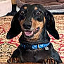 dog, dachshund, pet, indoor, carpet, rug, collar, paws, couch, leather, portrait, closeup, smile, teeth, tongue, bed, black_and_tan, playful, domestic_animal, ears