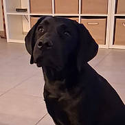 Volt a rejoint le concours — aidez-le/la à gagner de superbes lots ! alert, animal, black_dog, brown_bins, canine, companion, curious, cute, dog, domestic, ears, floor, home, indoor, looking_up, pet, quiet, sitting, storage_bins, tile_floor