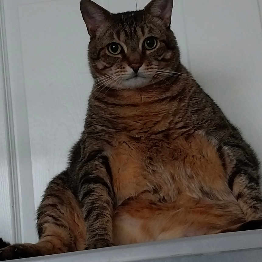 Milo is registered to the contest to win money with this photo: animal, cat, chubby, closeup, cute, domestic, door, ears, expression, feline, fur, household, indoor, looking, pet, resting, sitting, striped, tabby, whiskers
