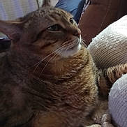 Milo joined the competition — help win amazing prizes! cat, tabby_cat, feline, pet, indoor, cozy, blanket, knitted, person, man, seated, furniture, chair, brown, fur, whiskers, close_up, relaxed, home, comfort