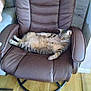 animal, armchair, brown_leather, cat, chair, comfortable, cute, domestic_cat, feline, fur, home, indoor, lazy, pet, relaxed, resting, sprawled, striped, tabby_cat, wooden_floor